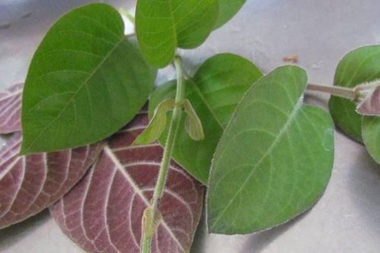 Ăn sống trực tiếp lá mơ lông