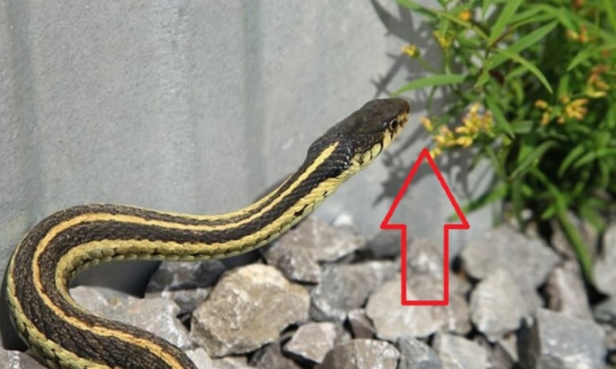 3 cây hoa khiến rắn sợ run bần bật- Ảnh 1.