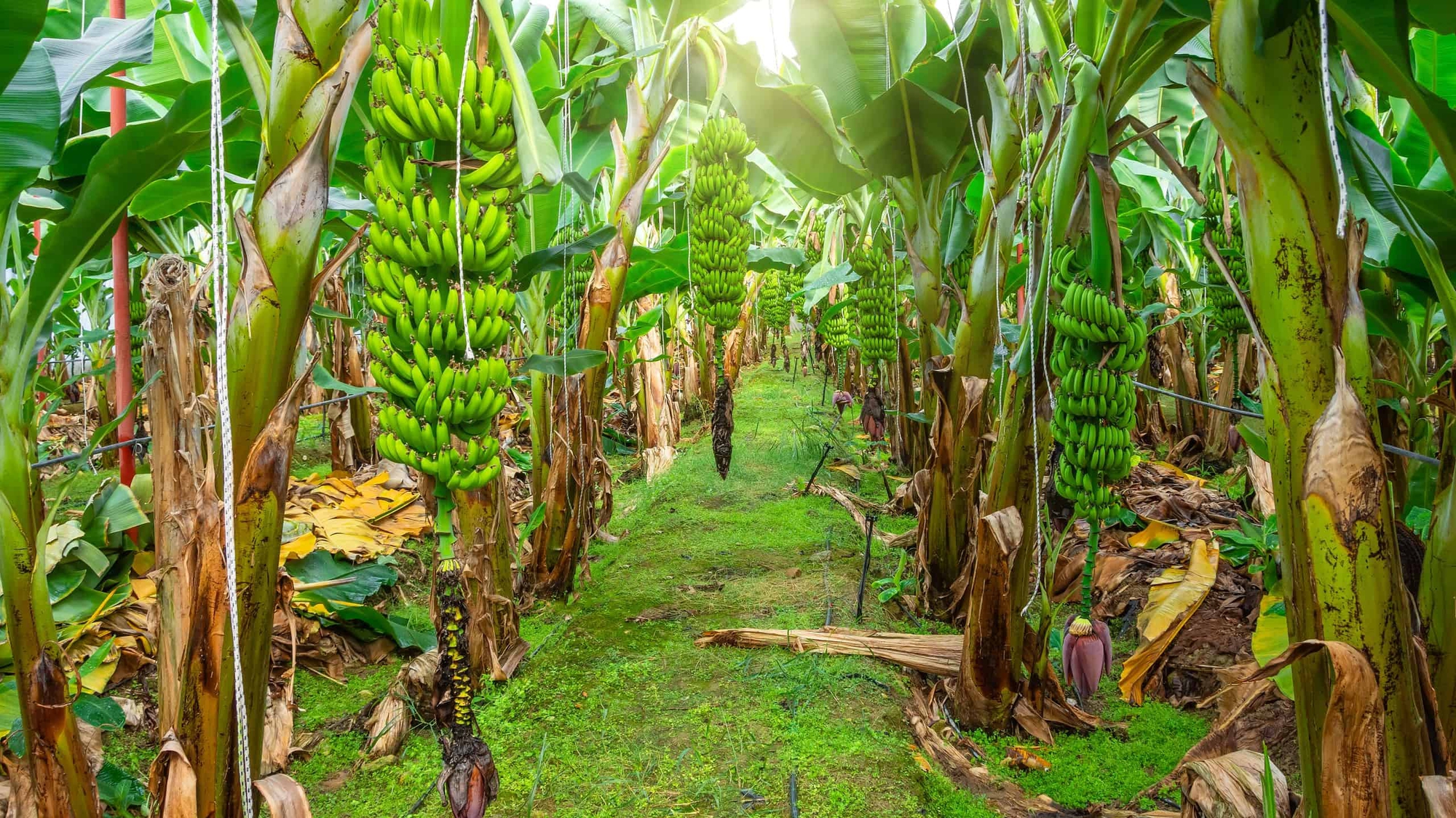 5 loại cây dụ rắn vào nhà: Nếu trồng phải thật cảnh giác- Ảnh 1.