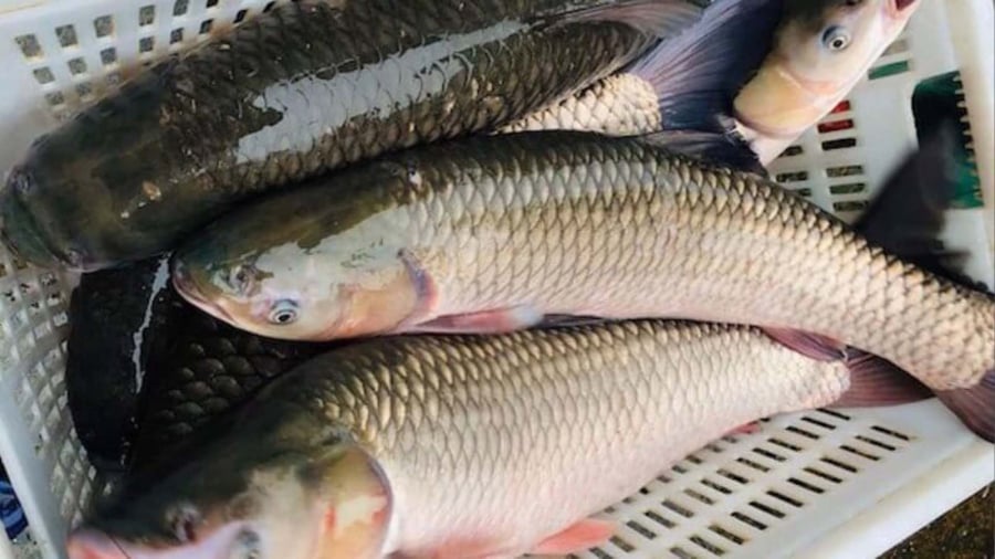 ca-nuoc-ngot-co-gia-tri-kinh-te-cao-2