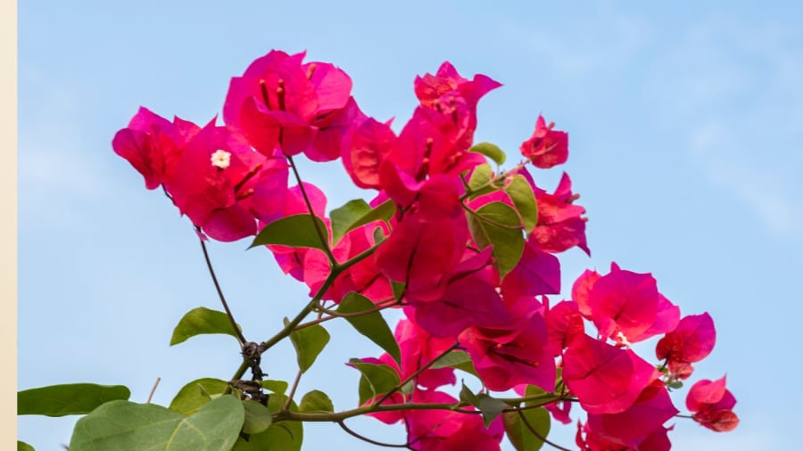 Hoa giấy trồng đúng cách sẽ nở nhiều hoa