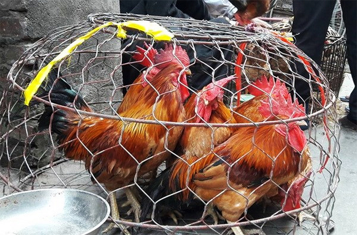 Cách phân biệt gà non và gà già khi mua gà sống- Ảnh 1.