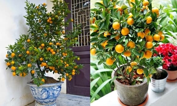 Cây quất hiện là một trong những loại cây cảnh được ưa chuộng nhất mỗi dịp Tết, vừa mang giá trị thẩm mỹ, vừa gửi gắm mong ước về tài lộc và may mắn. 